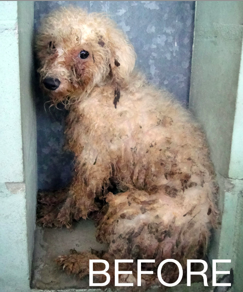 Dogs Rescued From Puppy Mill Dogs Rescued From Puppy Mill